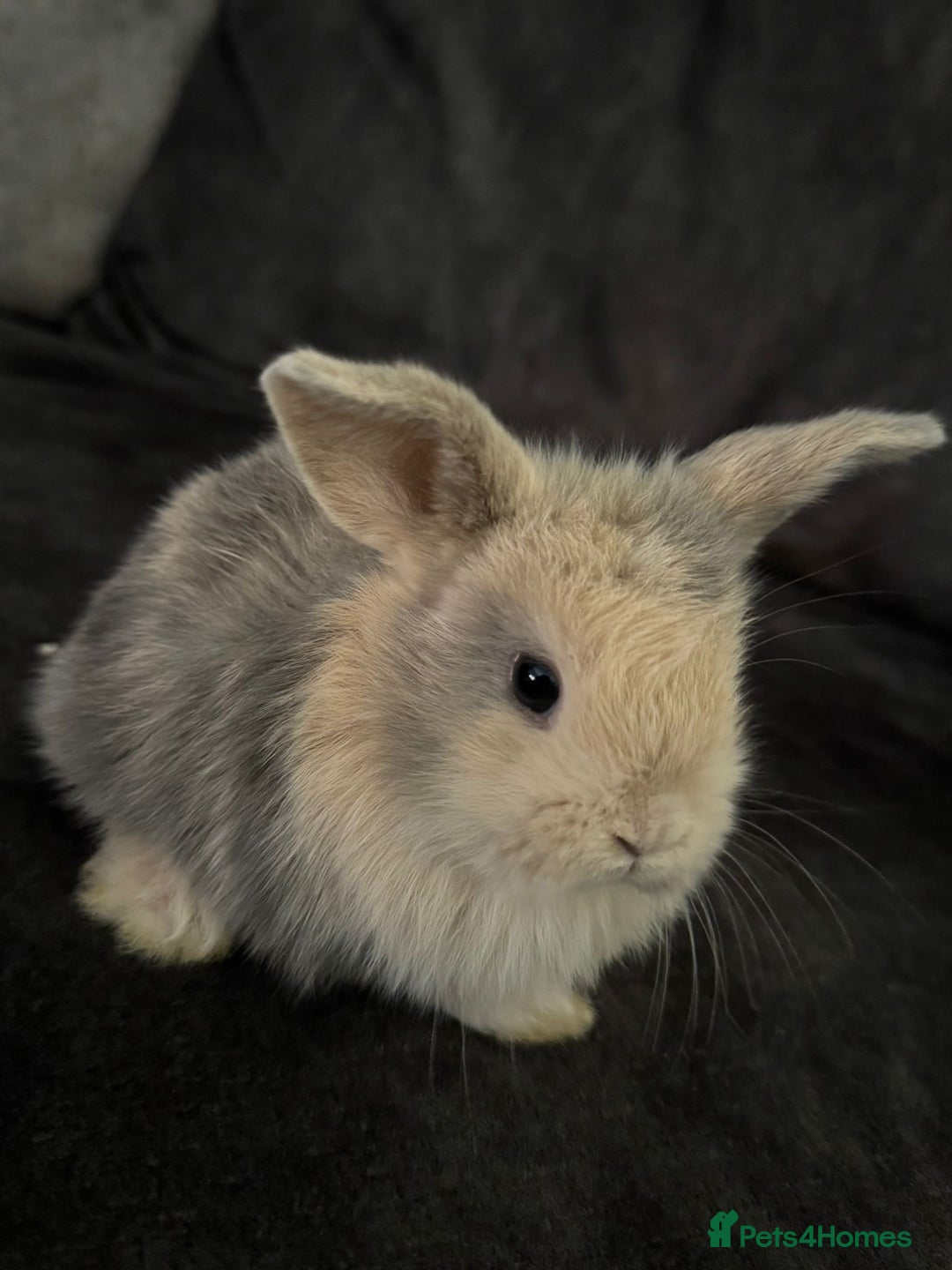 Mini Lop rabbits for sale: Mini Lops & Mini Lion Lops. Separate litters - Image 1