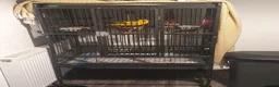 Conures birds for sale: Sun conure for sale with cage  - Advert 4