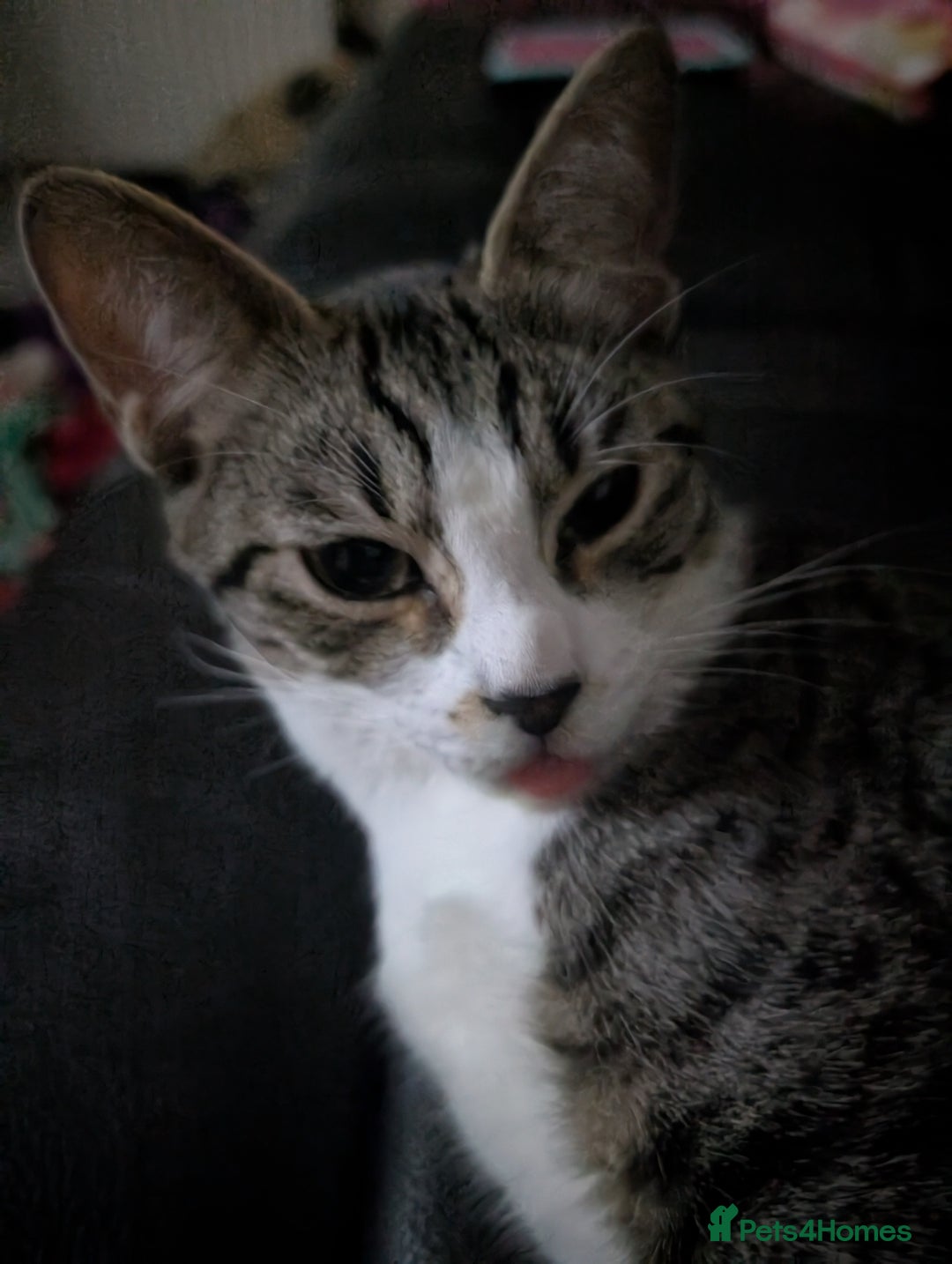 Arabian Mau cats for sale: Arabian mau x maine coon  - Advert 6