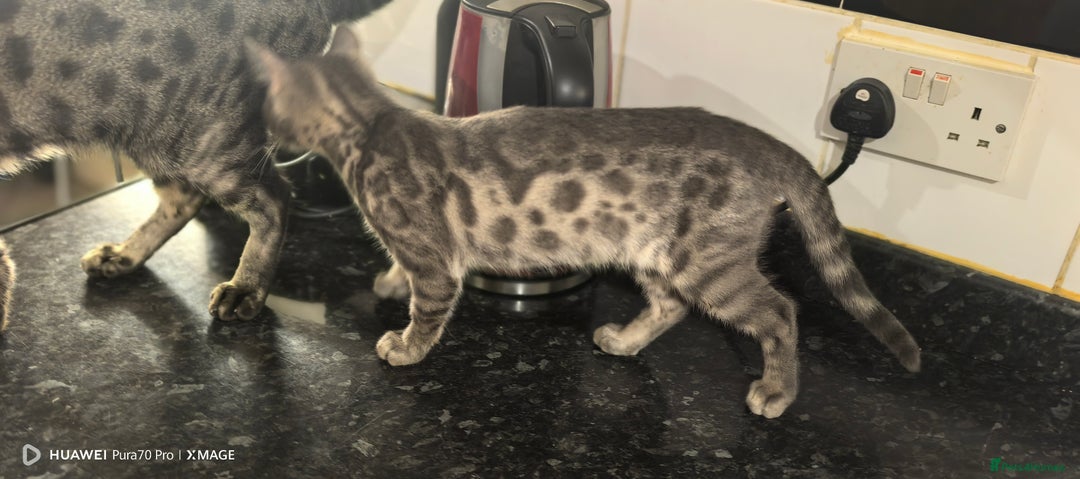 Bengal cats for sale: Purebred Silver and Snow bengals babies.  - Image 9