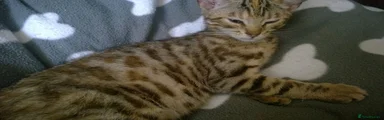 Mixed Breed 4