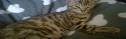 Mixed Breed cats for sale: Cute and Playful Kittens - Advert 18