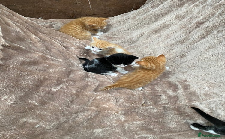 Mixed Breed cats - Advert 4