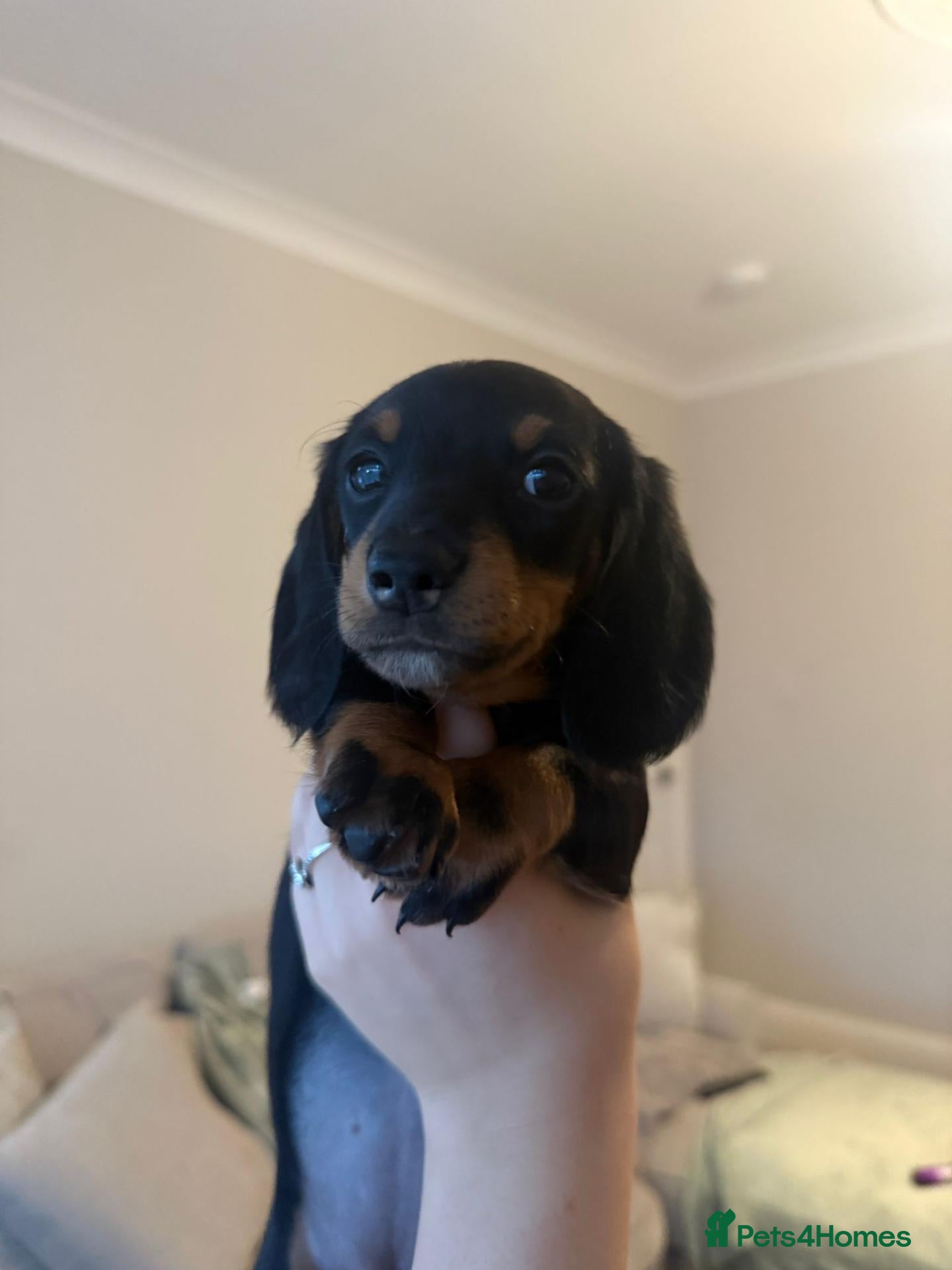 Miniature Dachshund dogs REDUCED ⚠️ 1 Girl 1 BOY LEFT MINI DACHSHUNDS - Advert 11