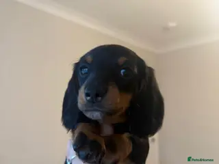Miniature Dachshund dogs REDUCED ⚠️ 1 Girl 1 BOY LEFT MINI DACHSHUNDS - Advert 11