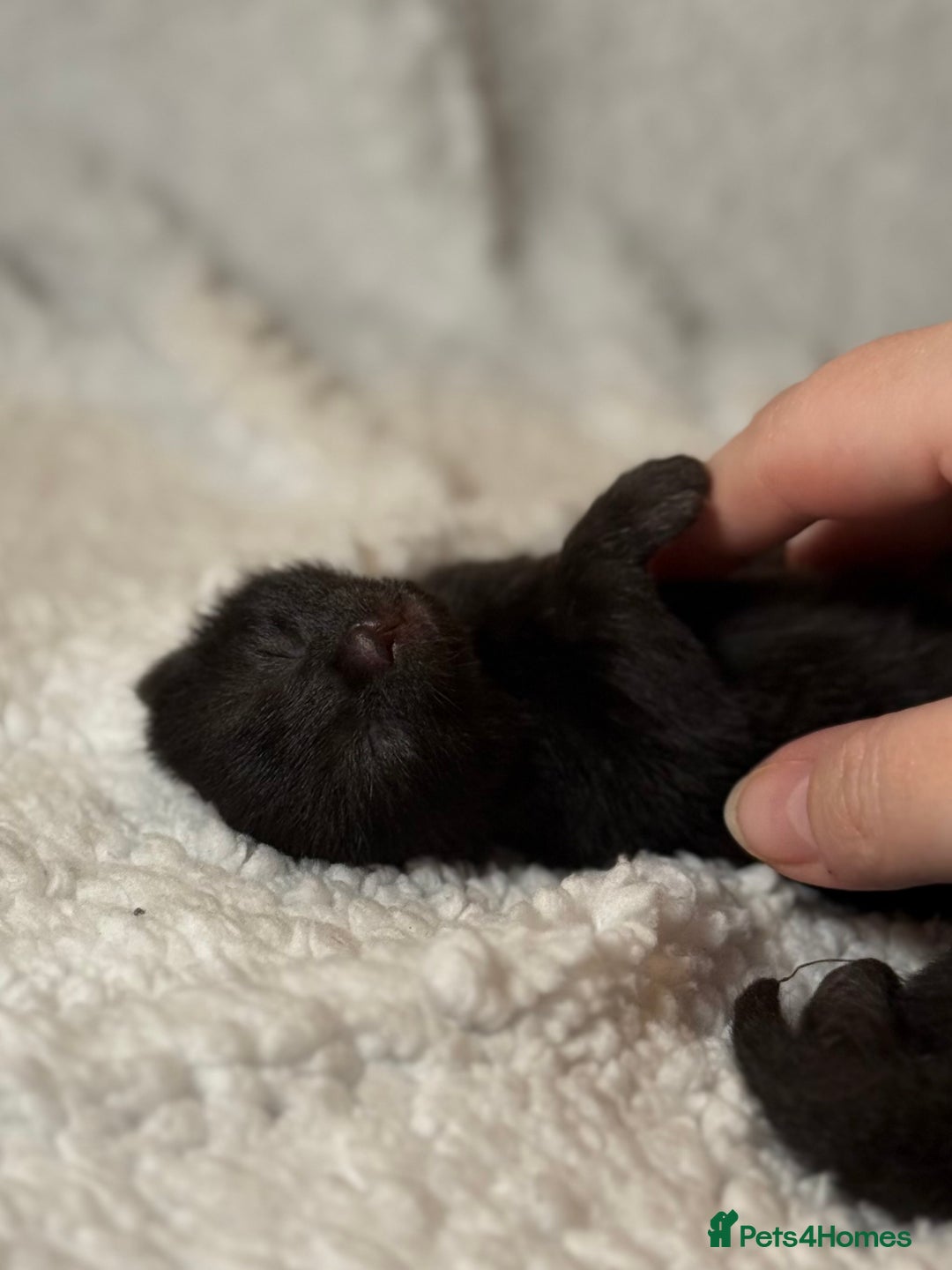 Domestic Shorthair cats for sale: 🐾✨ Gorgeous Fluffy Black Kittens – Ready 24/12 🐾 - Image 14