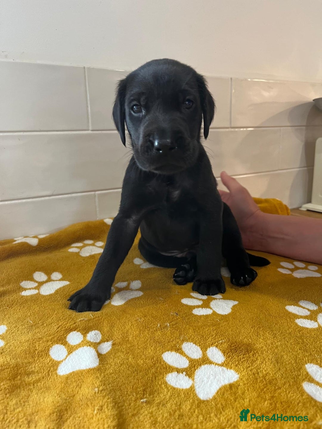 Labrador Retriever dogs for sale: Labrador Retriever Puppies - Image 5