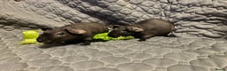 Guinea Pig rodents for sale: 2 female skinny pigs for sale - Advert 2