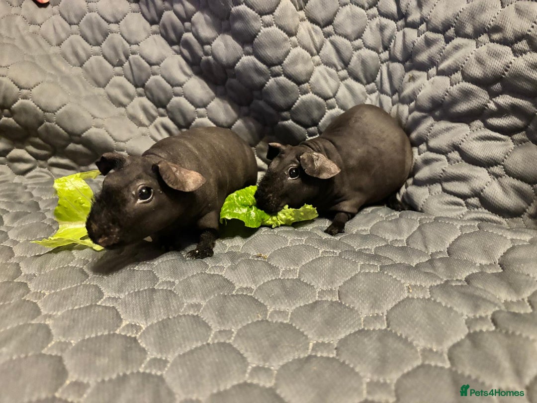 Guinea Pig rodents for sale: 2 female skinny pigs for sale - Advert 2
