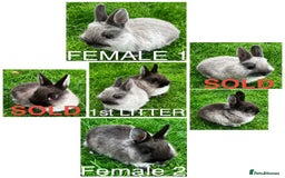 Netherland Dwarf rabbits for sale: Netherland Dwarf Rabbits For Sale. - Image 2