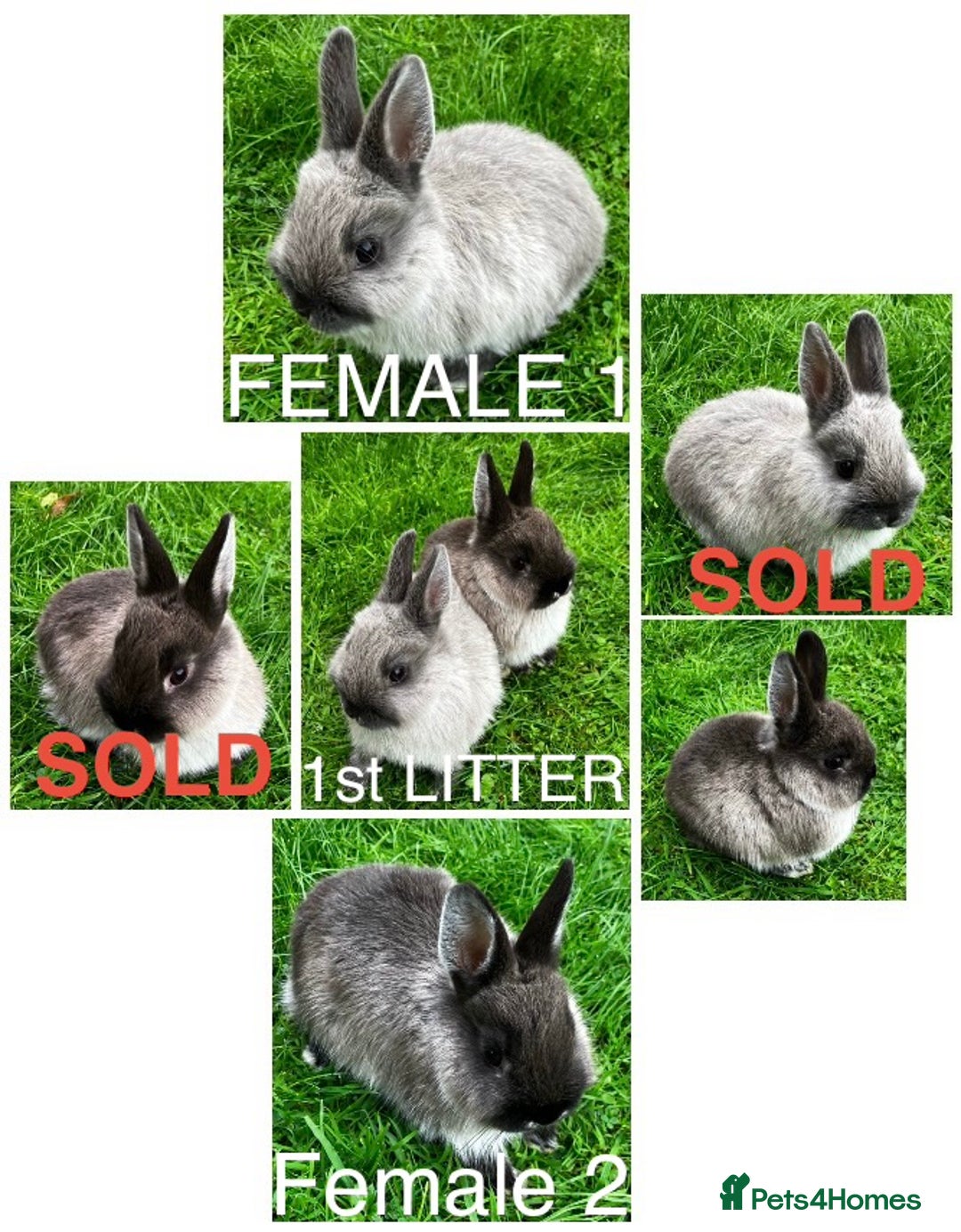 Netherland Dwarf rabbits for sale: Netherland Dwarf Rabbits For Sale. - Image 2