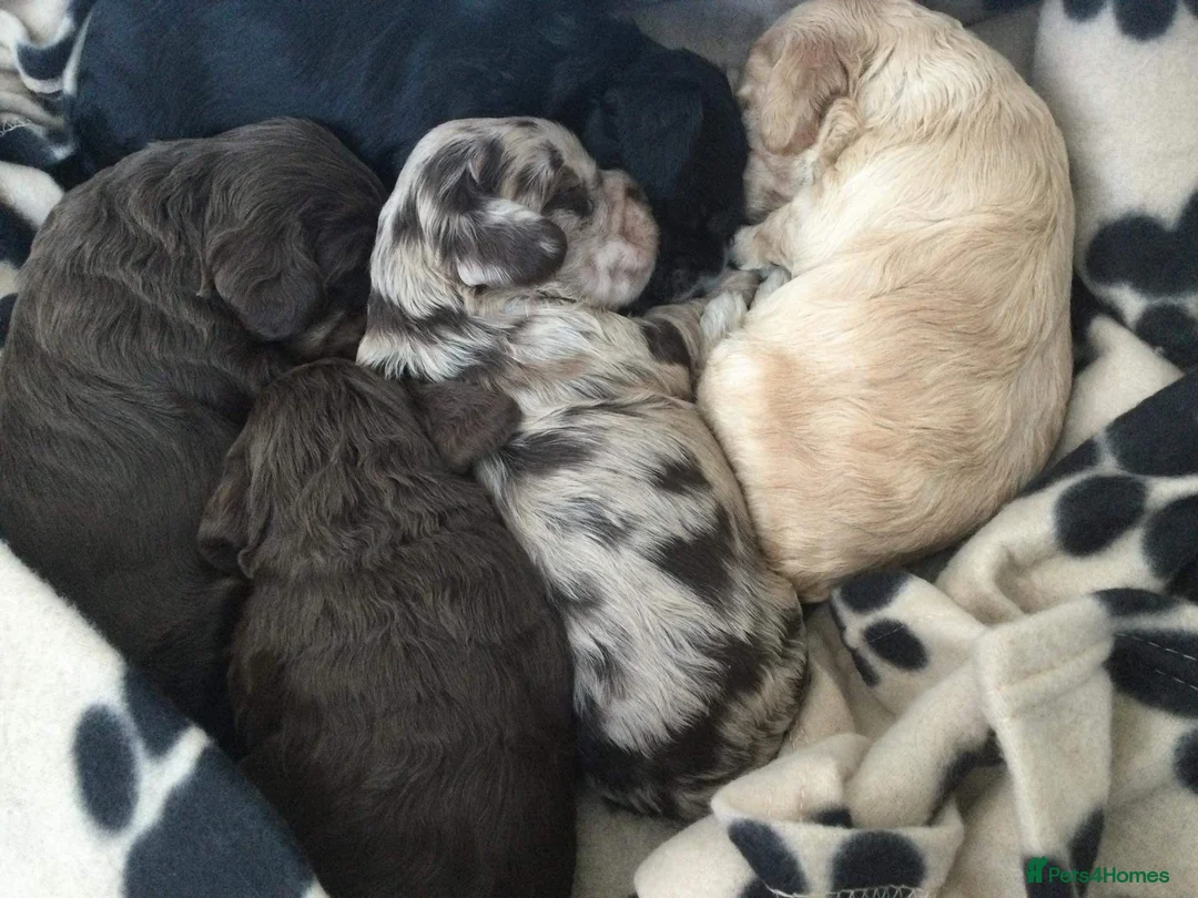 Cockapoo dogs for stud: Unique f3 American cockapoo stud  in Aberdeen - Advert 16