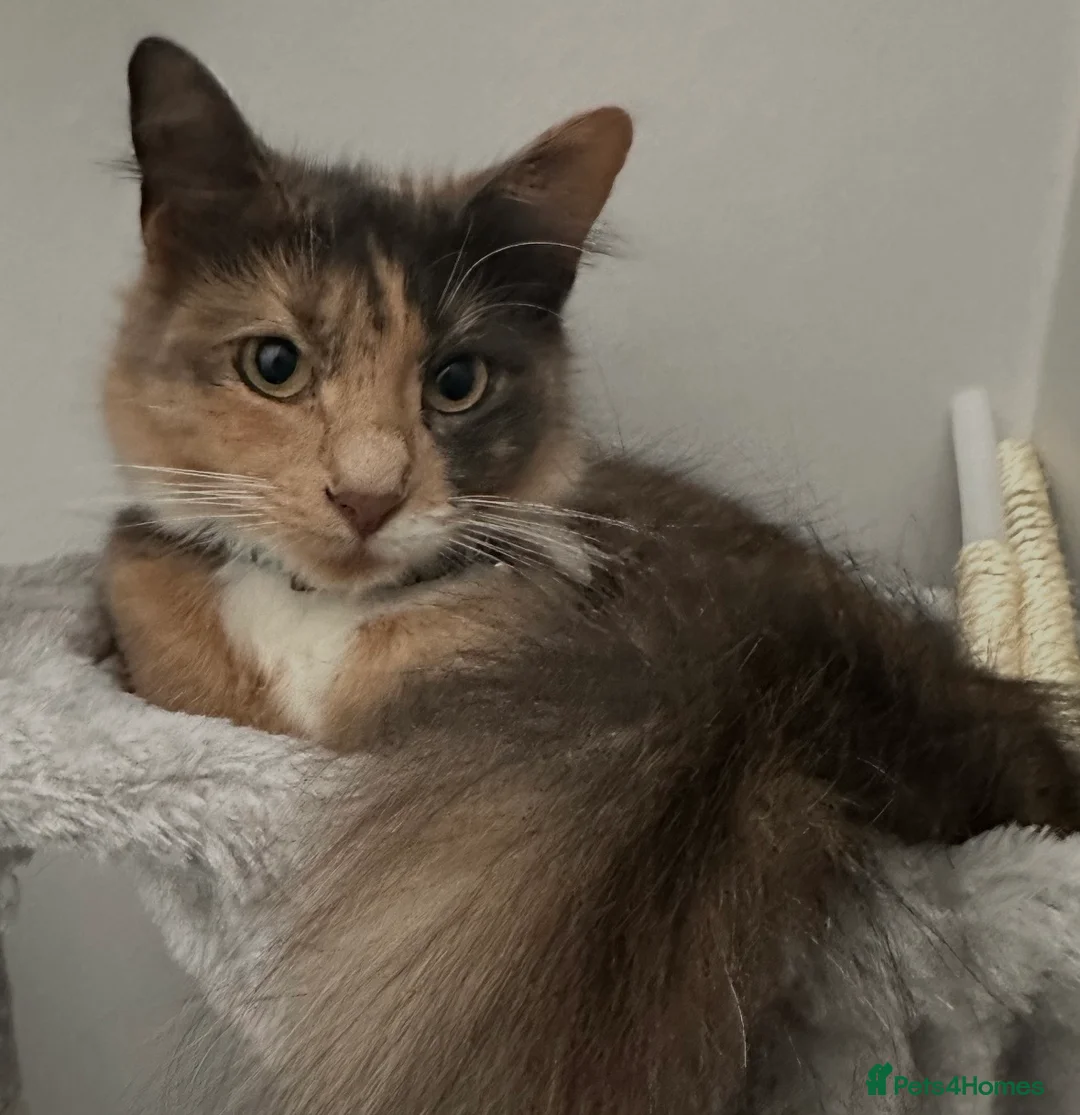 Mixed Breed cats for sale: Long Haired British Blue/Norwegian Forest kittens  - Advert 2