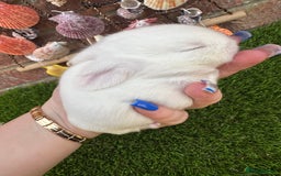 Mini Lop rabbits for sale: Stunning mini lops - Image 36
