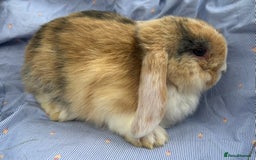 Mini Lop rabbits for sale: Mini lops  - Image 3
