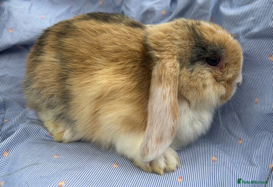 Mini Lop rabbits for sale: Mini lops  - Image 3