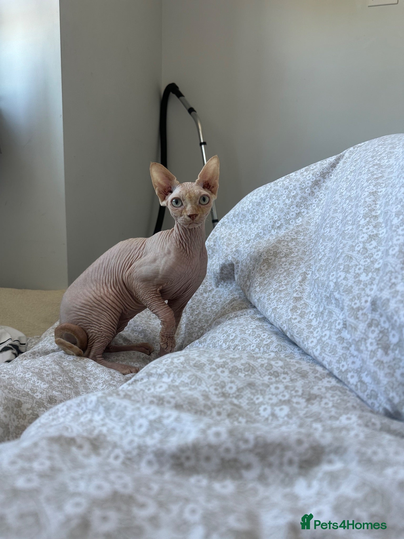 Sphynx cats Sphynx cat 14 months old Benfleet Essex  - Advert 4