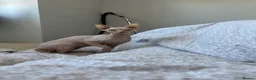 Sphynx cats for sale: Sphynx cat 14 months old Benfleet Essex  - Advert 1