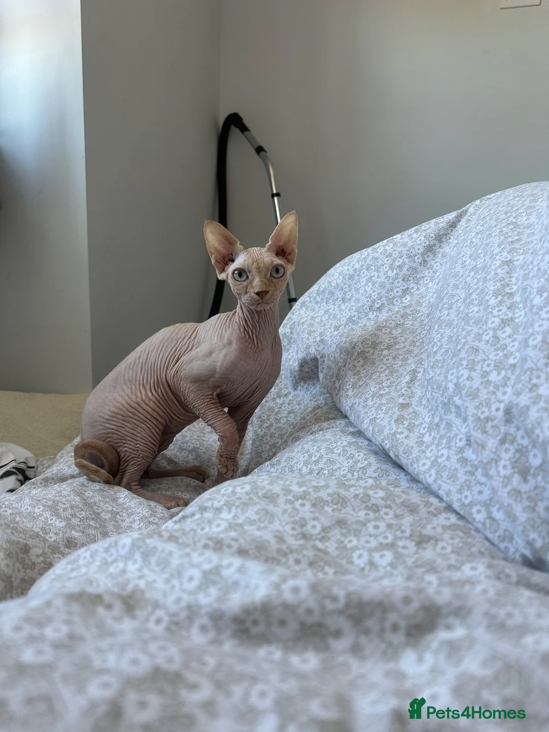 Sphynx cats for sale: Sphynx cat 14 months old Benfleet Essex  - Advert 1