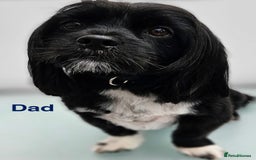 Mixed Breed dogs for sale: Maltipoo cross Westie  - Image 2