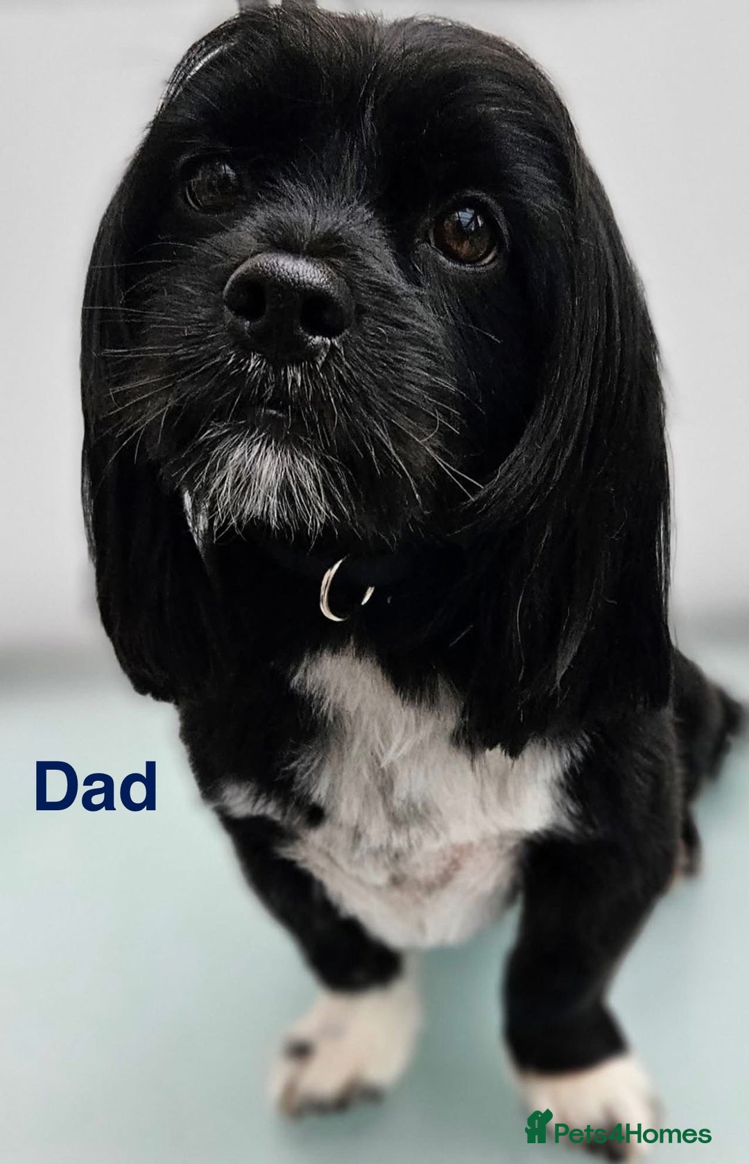 Mixed Breed dogs for sale: Maltipoo cross Westie  - Image 2