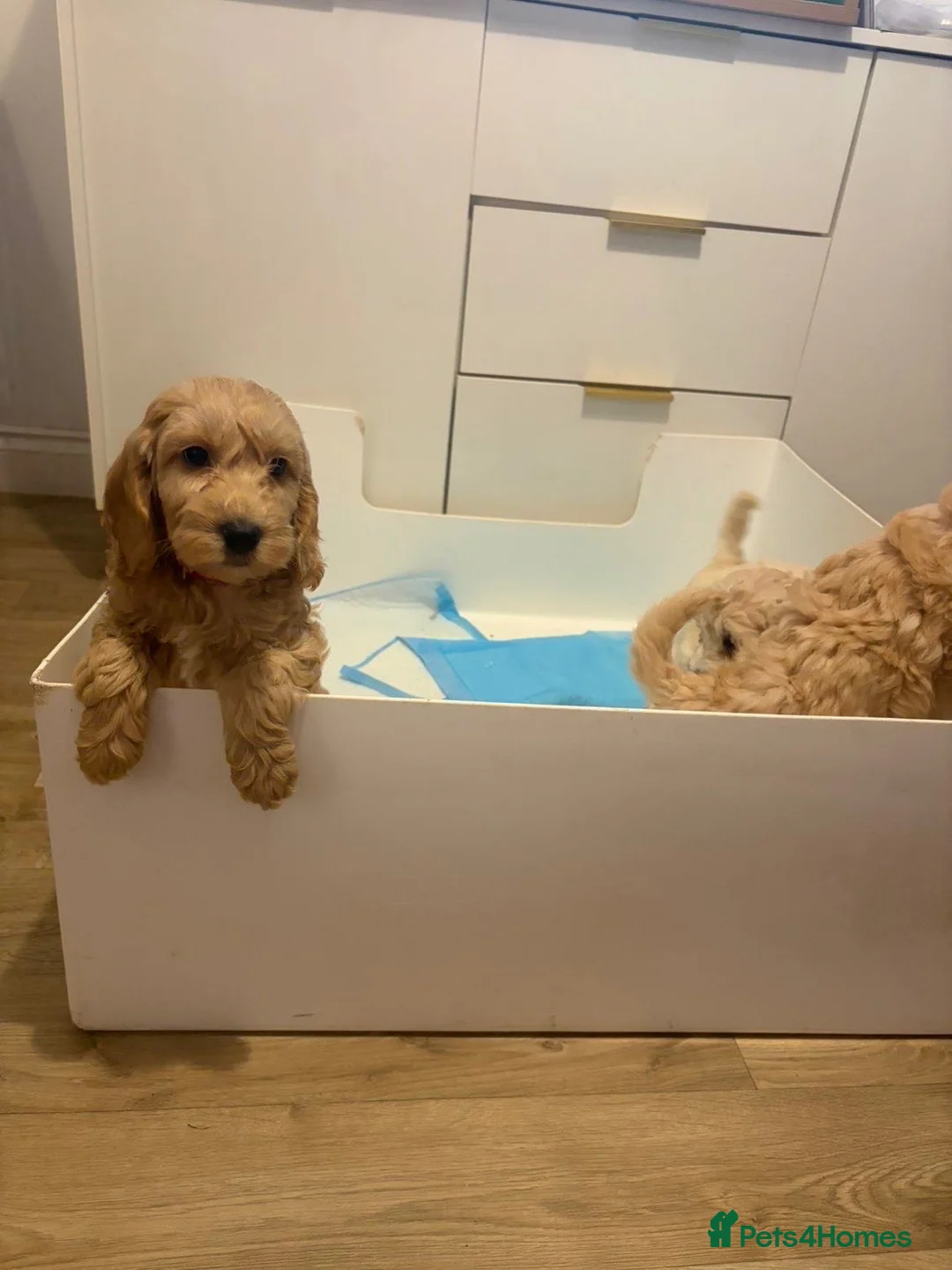 Cockapoo dogs for sale: Cockapoo males and females  - Advert 10