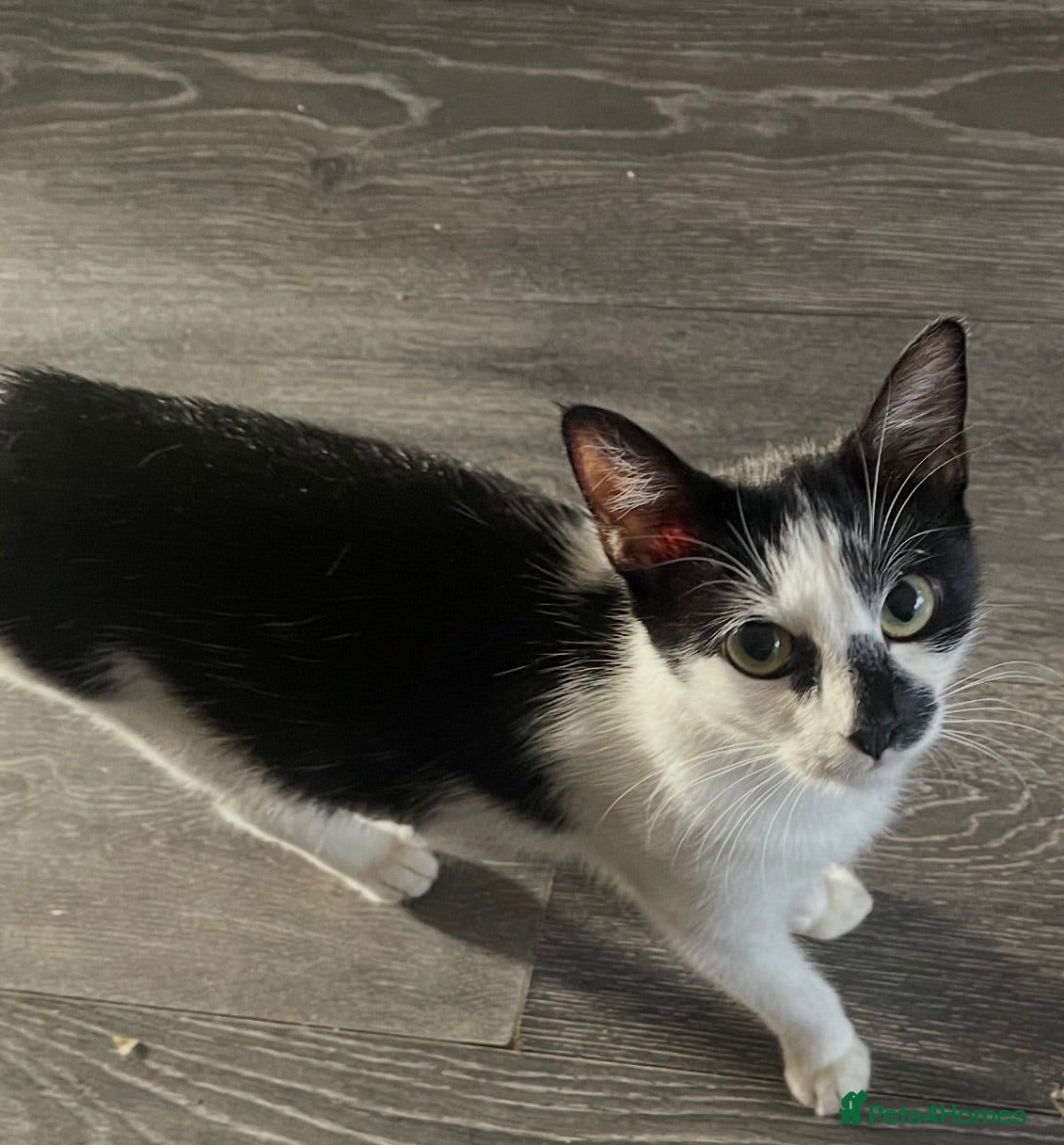 Mixed Breed cats Beautiful black and white kittens - Advert 2