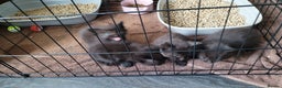 Mixed Breed cats for sale: 4 kittens available 3rd feb *2boys2girls* - Advert 9