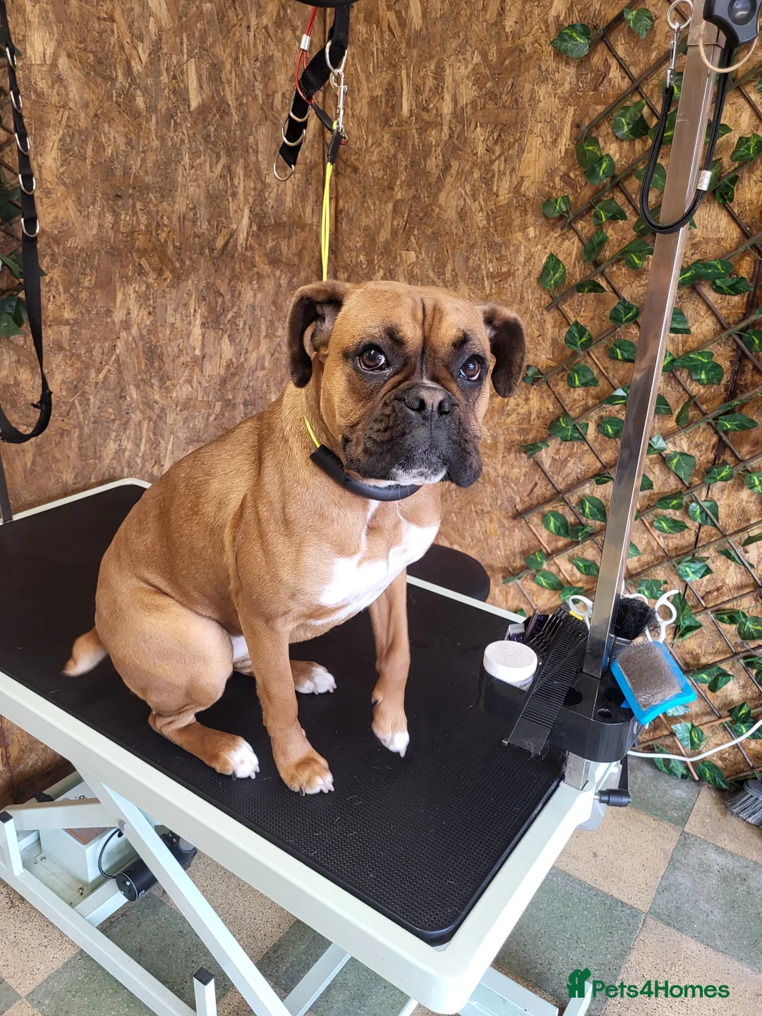 Gallery Image {{count}}