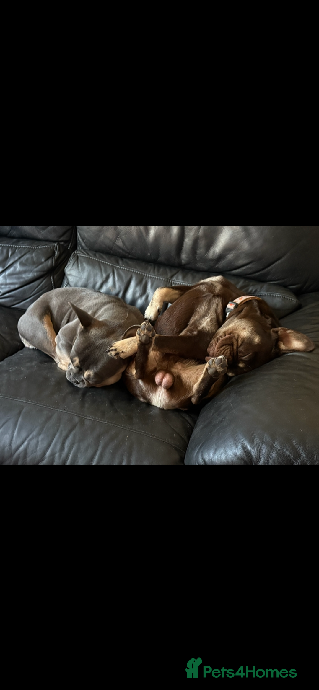 French Bulldog dogs for sale: French bulldog - Advert 6