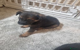 German Shepherd dogs for sale: German shepard pups - Image 14