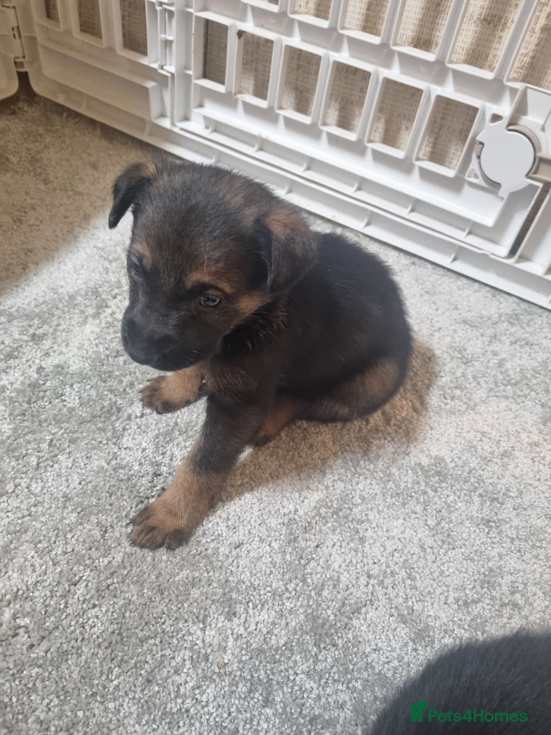 German Shepherd dogs for sale: German shepard pups - Image 14