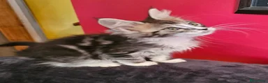 Maine Coon 1
