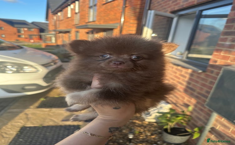 Pomeranian dogs - Advert 2