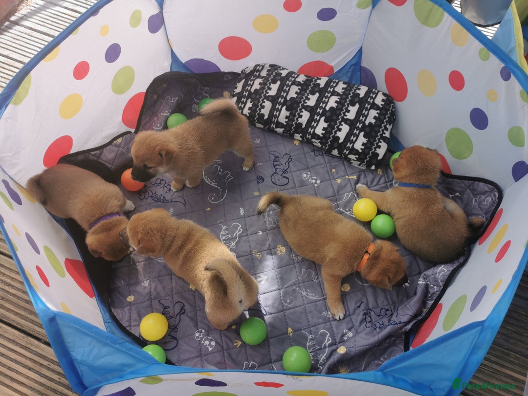 Japanese Shiba Inu dogs for sale: 5 KC Shiba puppies looking for their furever home  - Image 23