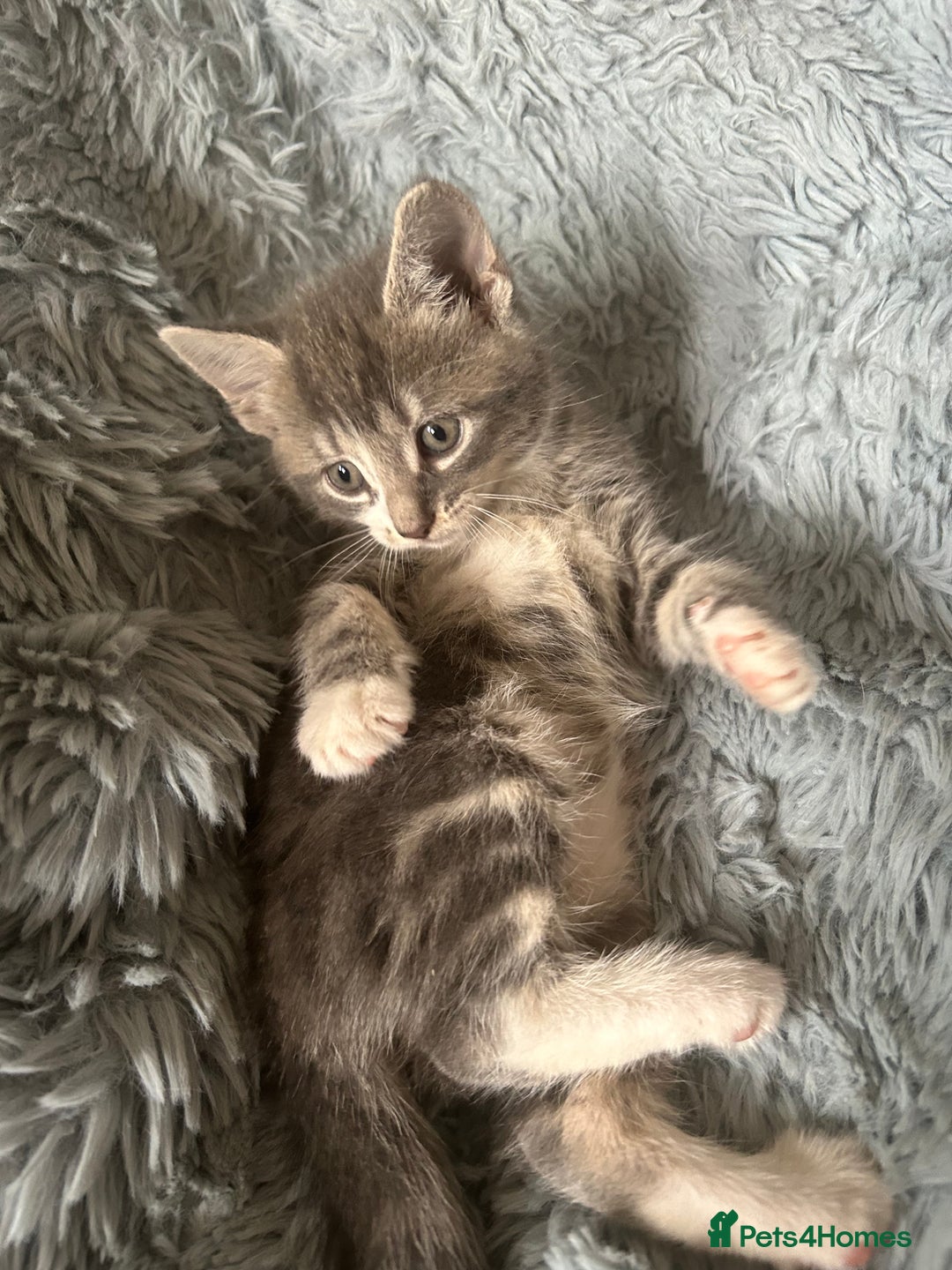 Mixed Breed cats for sale: 4 beautiful kittens for sale.  - Image 5