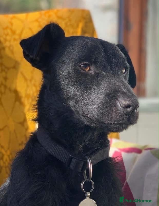 Mixed Breed dogs 💙🐶 JAKE - Young Patterdale cross boy 🐶💙 - Advert 1