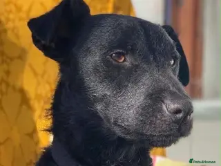 Mixed Breed dogs 💙🐶 JAKE - Young Patterdale cross boy 🐶💙 - Advert 1
