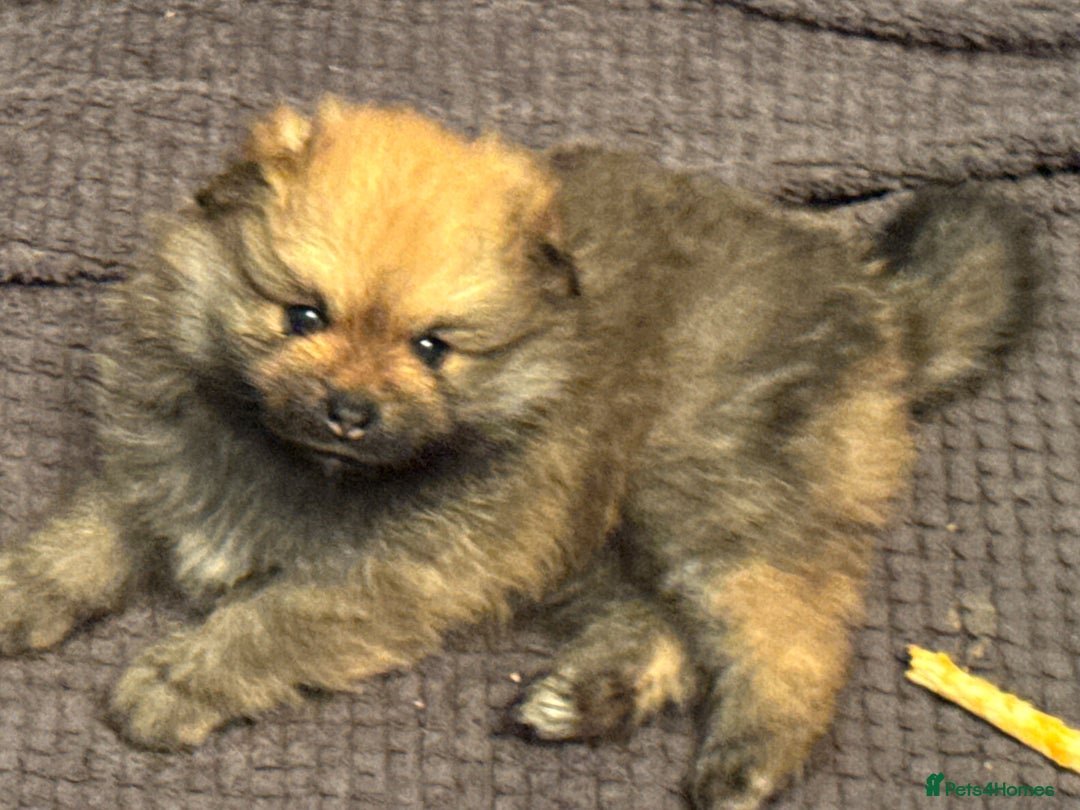 Pomeranian dogs for sale: Two little boys - Image 2