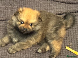 Pomeranian dogs - Advert 3