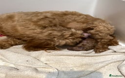 Cockapoo dogs for sale: Gorgeous Cockapoo Girls Ready now - Image 9