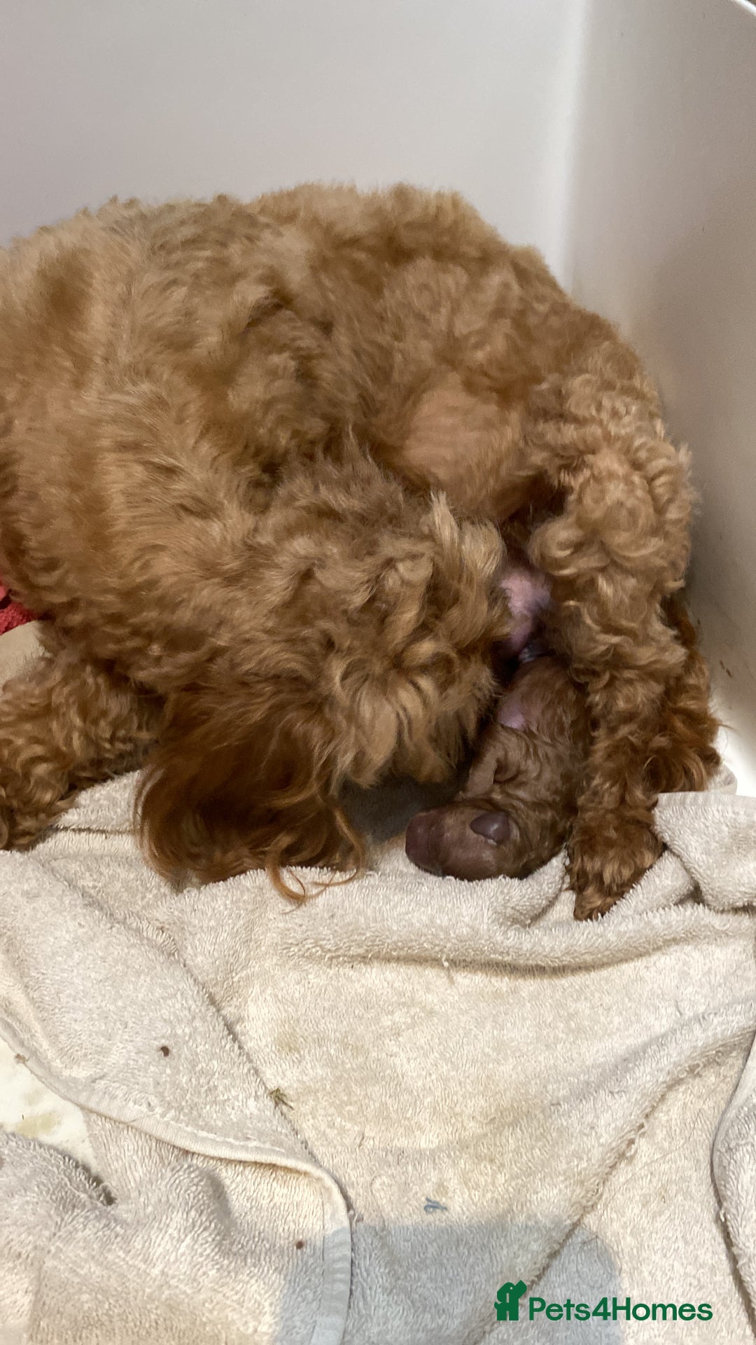 Cockapoo dogs for sale: Gorgeous Cockapoo Girls Ready now - Image 9