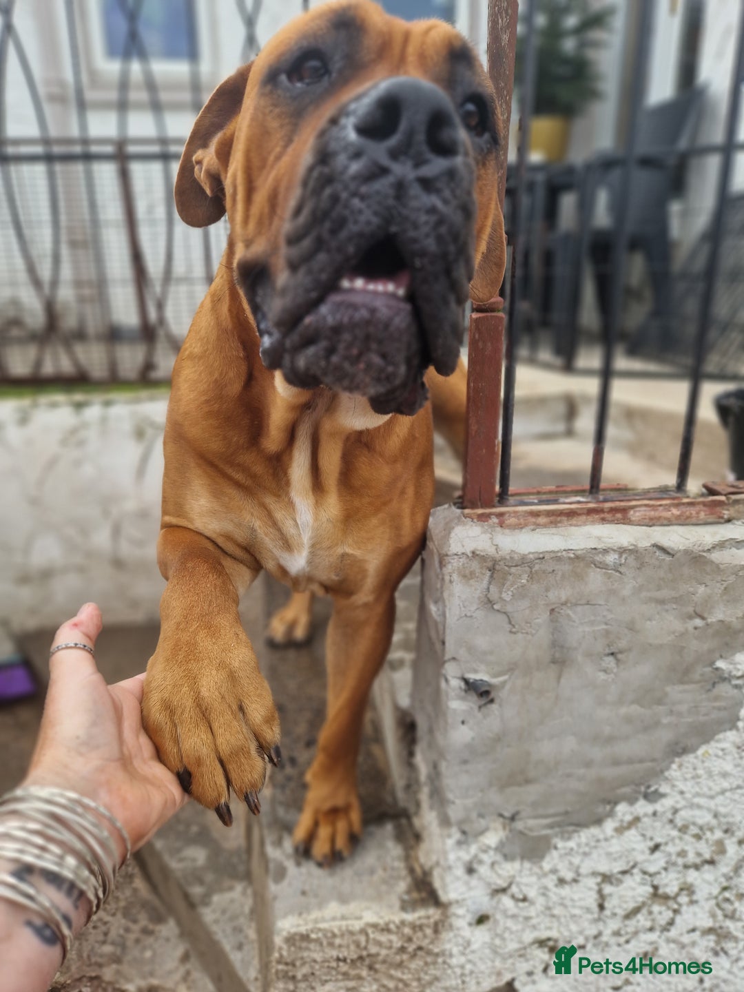 Mixed Breed dogs for stud: Big Lad for Stud - Image 8