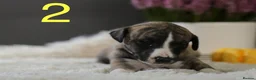 Whippet dogs for sale: Unique whippet brindle puppies in Derby - Advert 6