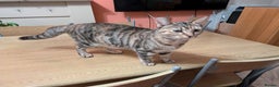Mixed Breed cats for sale: Lovely bengal x mainecoon cross girl  - Advert 1