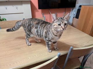 Mixed Breed cats Lovely bengal x mainecoon cross girl - Advert 1