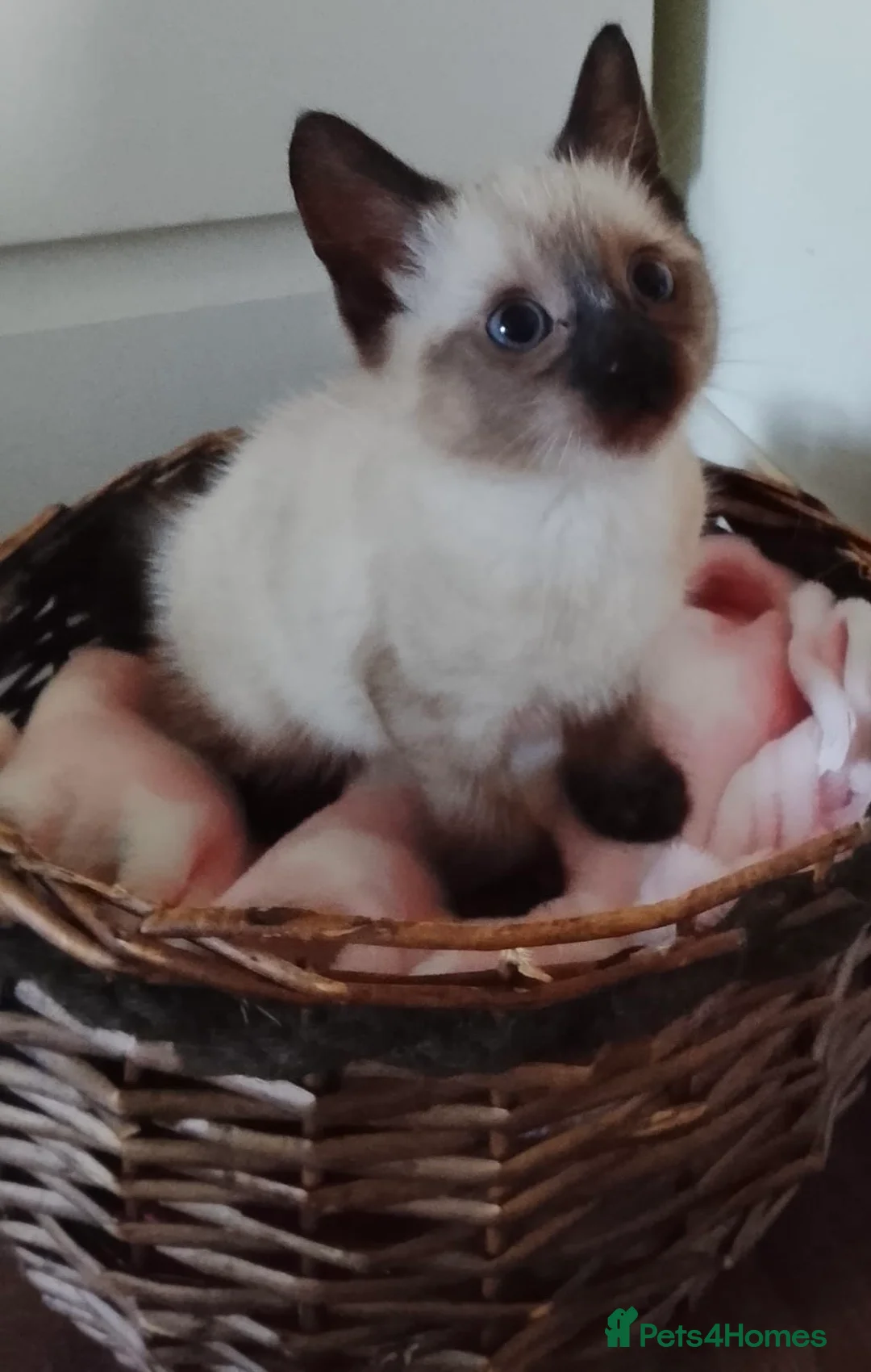 Siamese cats for sale: (1 Left)beautiful Kitten Lokking forever Home 🏡❤️ - Advert 10