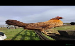 Chickens poultry for sale: Pair Ginger Red Old English Game Bird Juveniles - Image 2