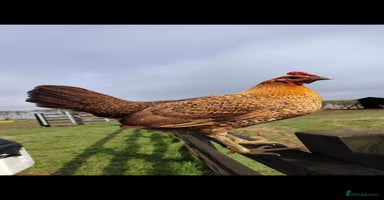 Chickens poultry - Advert 9