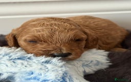 Cavapoo dogs for sale: Beautiful F1b Cavapoo's 🧬 DNA Tested Parents - Image 7